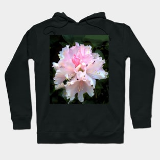 Rhododendron, close up. Hoodie